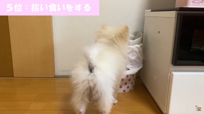 拾い食いしそうなれもんちゃん