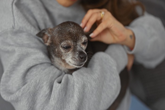 撫でられている犬