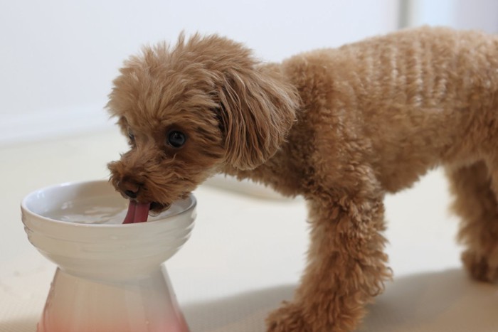 水を飲むトイプードル