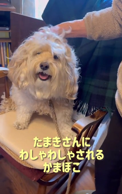 笑顔のかまぼこくん