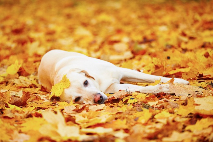 紅葉の道に横たわる大型犬