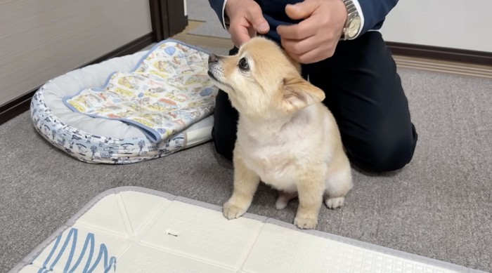 頭をなでてくれるおじいちゃんを見上げる犬