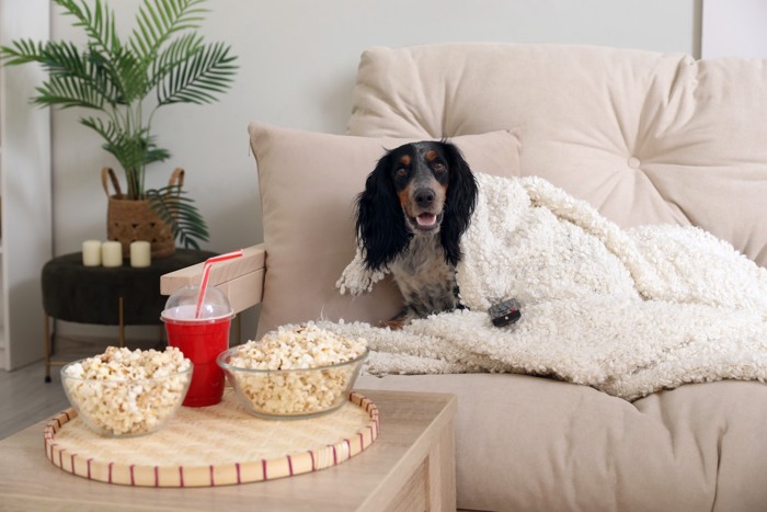 ポップコーンが置かれたテーブルのそばで毛布に包まる犬