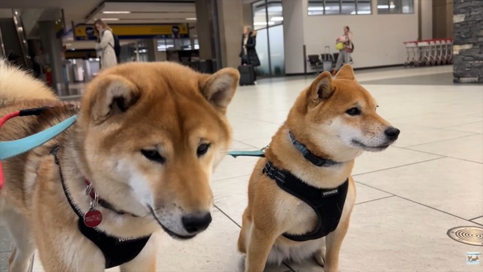 ナラちゃん＆ソラくんとママの再会2