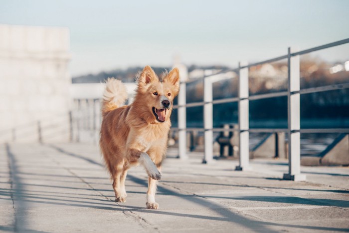 ノーリードで散歩中の犬