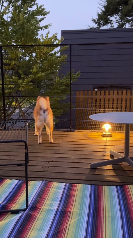 ウッドデッキに立つ親犬