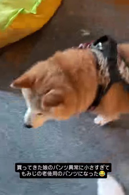 「どう？似合う？」