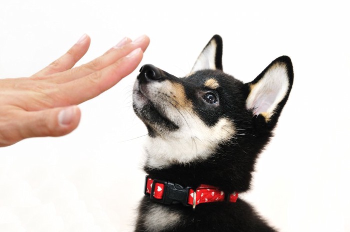 指示を出す手と黒い柴犬