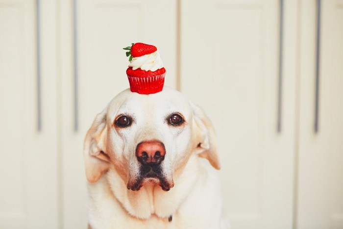 カップケーキを頭に乗せた犬