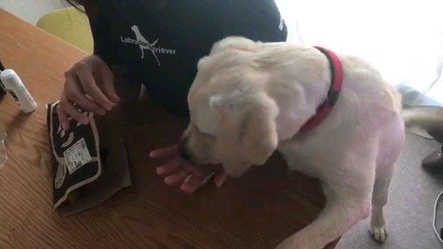 食べる犬 全体