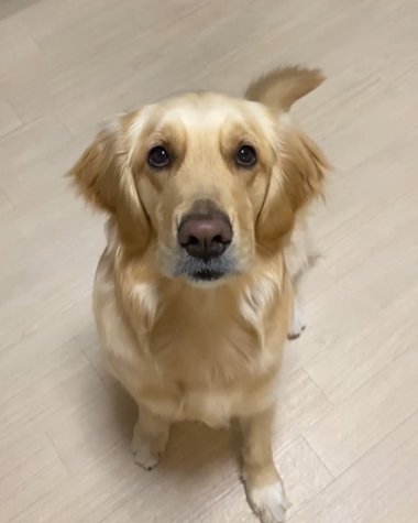 座るゴールデンレトリバー