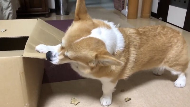 段ボールを噛む犬2