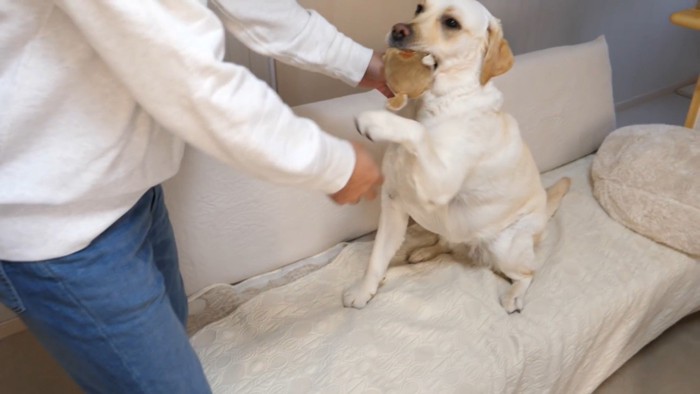 報酬で態度が変わるきなこちゃん3