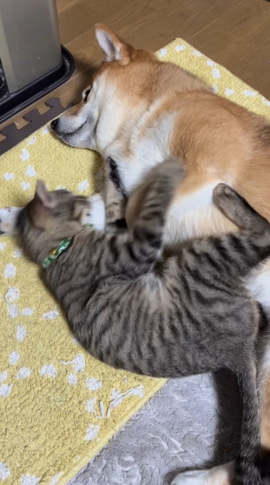 隣同士でくっついて眠る犬と猫