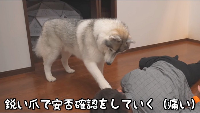 倒れている男性の頭を前足で触る犬