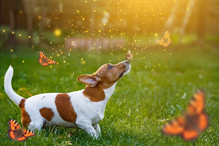 たくさんの蝶と草原にいる犬