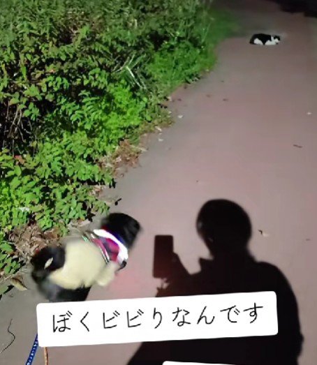 猫に驚いて逃げ腰に