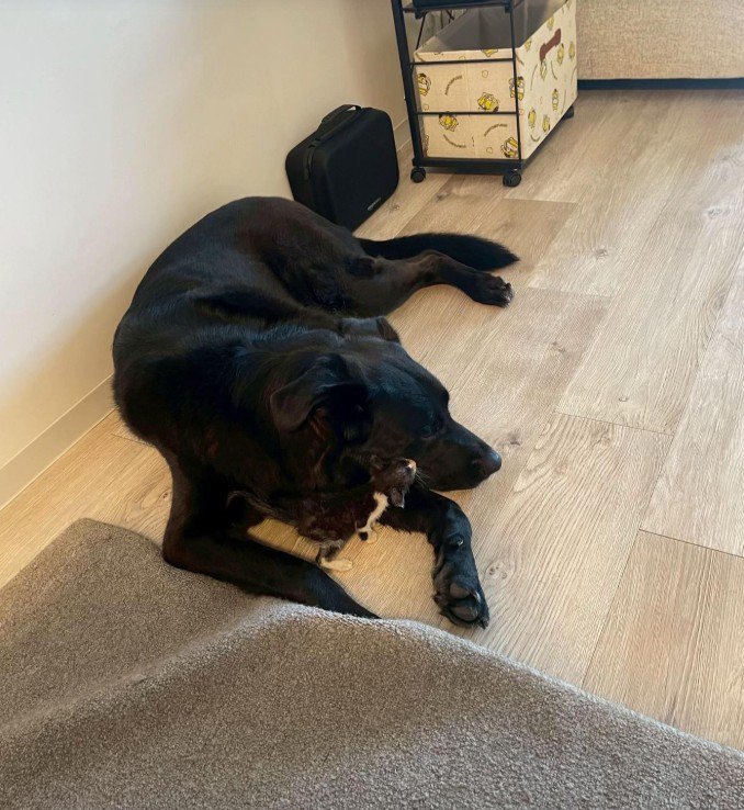 キングくんと子猫6