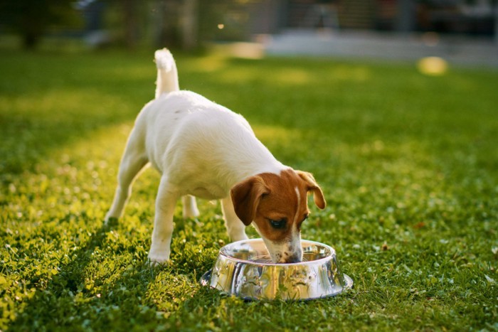 水を飲む犬