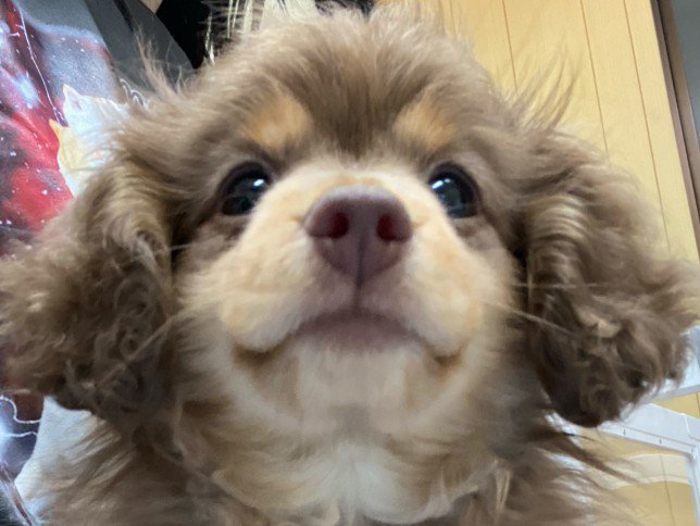 ハーマイオニーに似ている!