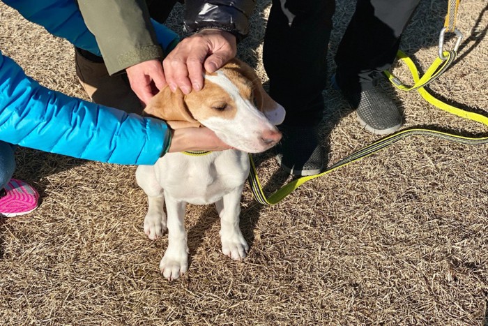 犬を撫でるたくさんの手