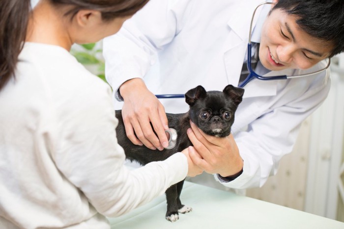 診察してもらう子犬