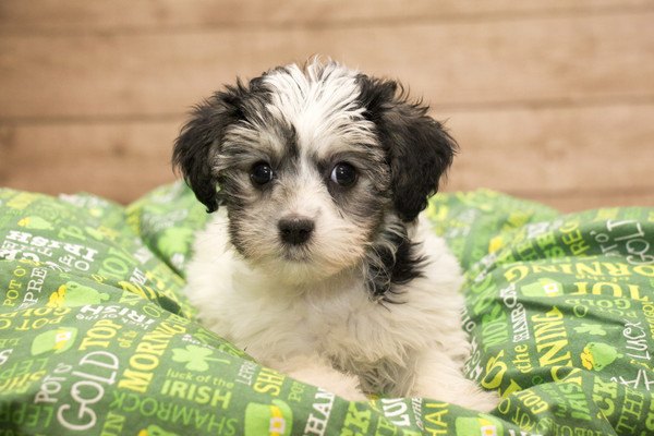 緑のブランケットの上で寝そべるヨープーの子犬