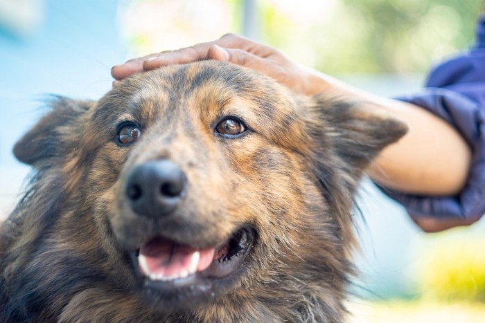 マダラ模様の犬