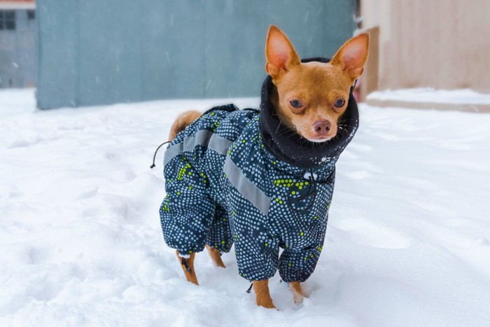 雪の日に防寒服を着たチワワ