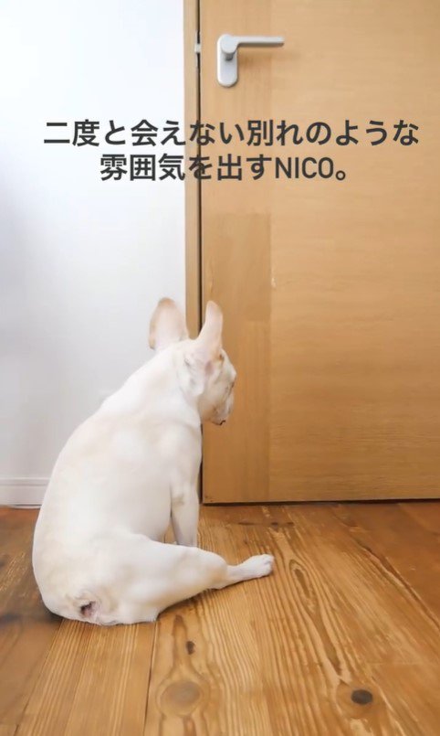 お父さんが2階にいるときのnicoくん3