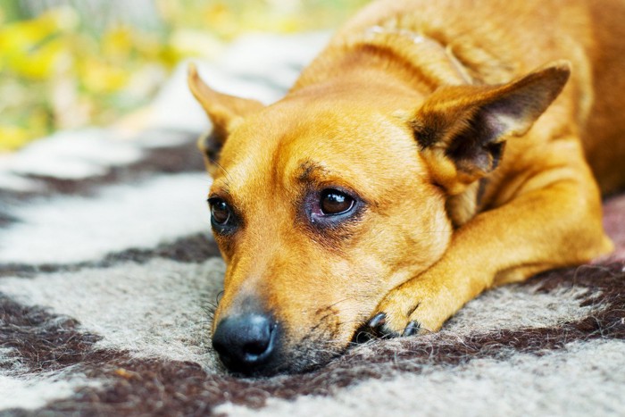 諦めたような表情の犬