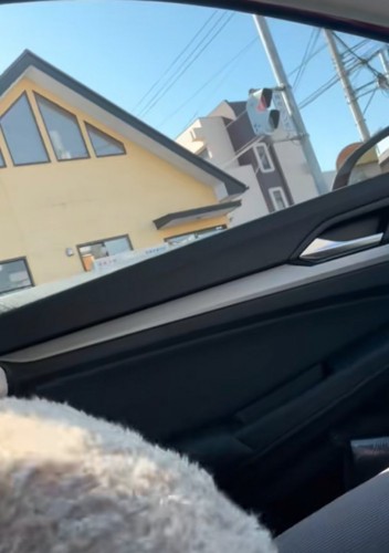 隠れようとする犬