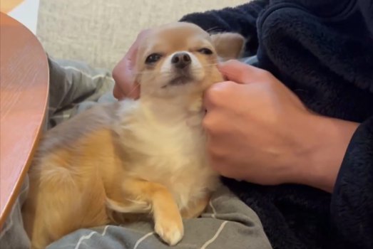 特等席