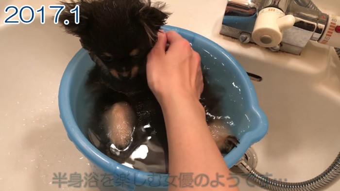 飼い主さんにお湯をかけてもらう