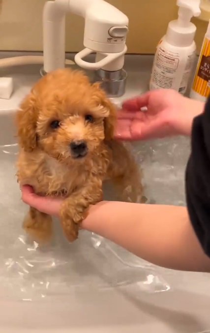 キョトン顔のふくくん