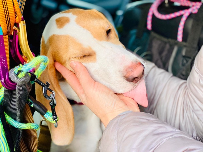 車内で飼い主に両手で顔を撫でられる犬