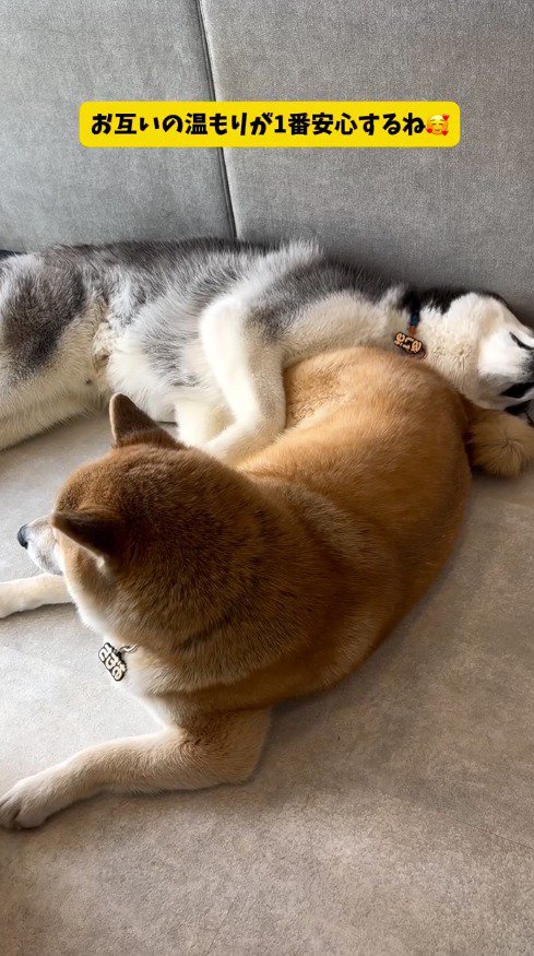 横になっているハスキー犬の顔にお尻をくっつける柴犬