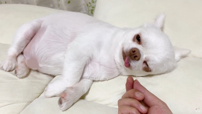 コハクくんの舌を掴んだら？7