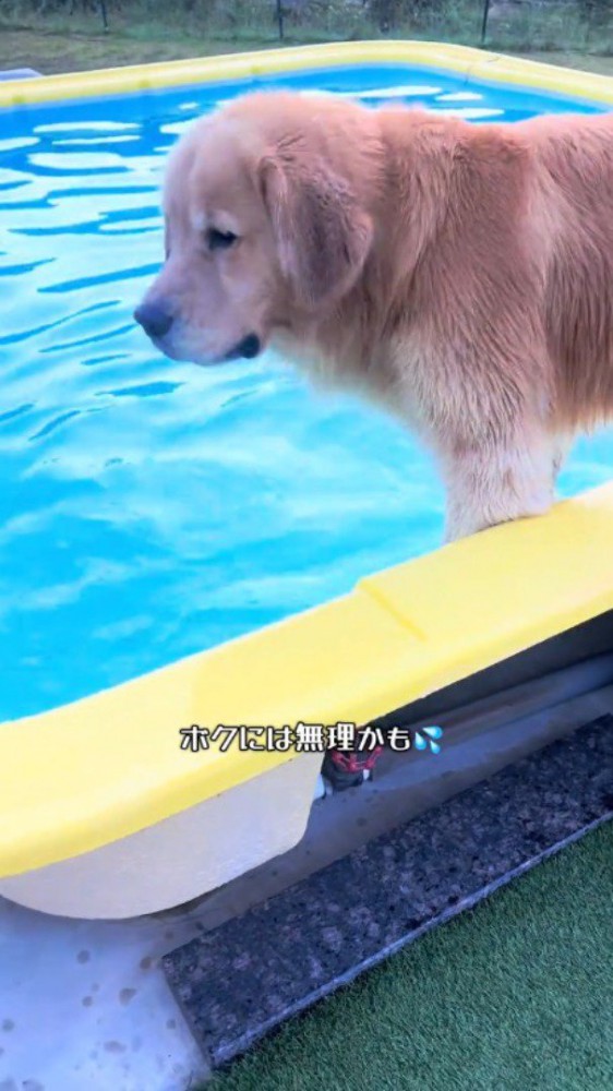 プールの縁からプールの中を見つめる犬