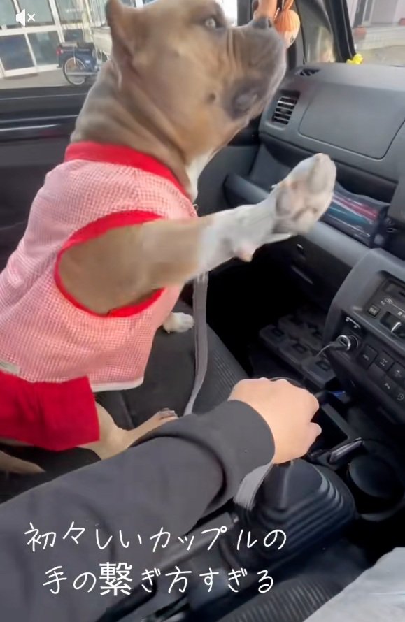 手を上げるリリーちゃん