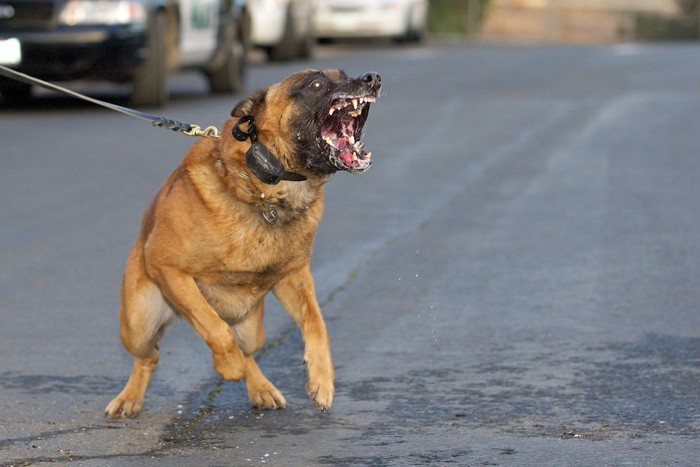 怒ってる犬