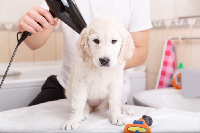 サロンでドライヤーをかけられる犬