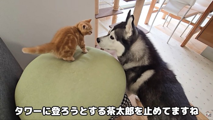 茶太郎くんを見守り続けたら…
