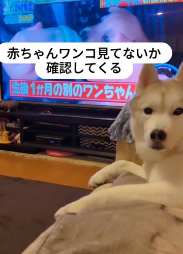 見つめる犬