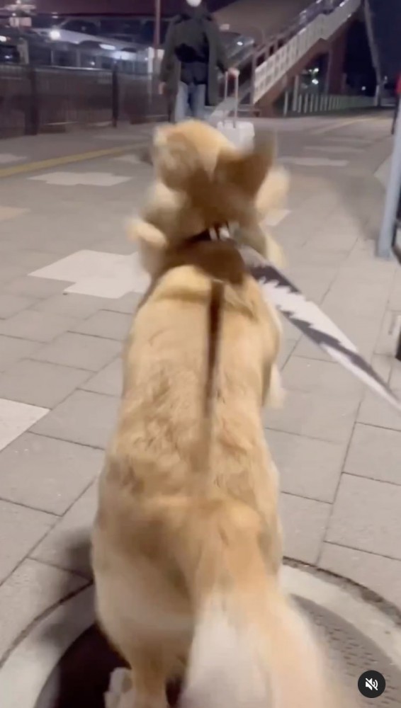 立ち上がってとび跳ねる大型犬