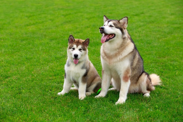 芝生に並んで座る子犬と成犬のアラスカンマラミュート