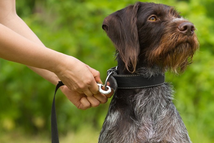 首輪にリードをつけてもらっている犬