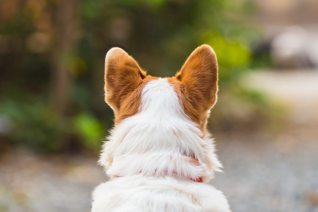 遠くで座っている犬