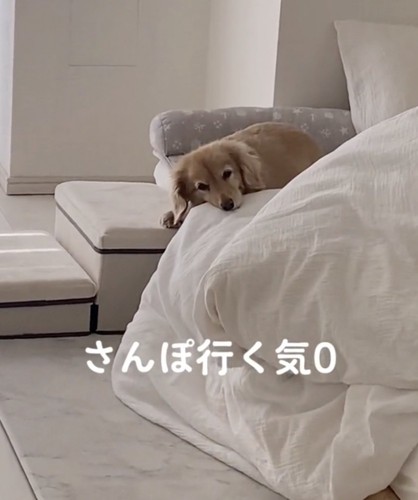 「ごろごろしてたーい」