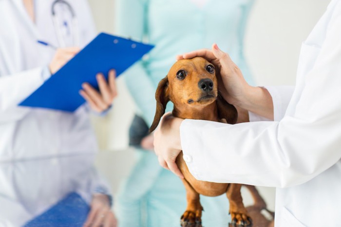 犬とお医者さん